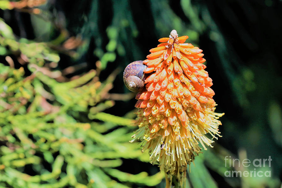 Snail On A Red Hot Poker Photograph