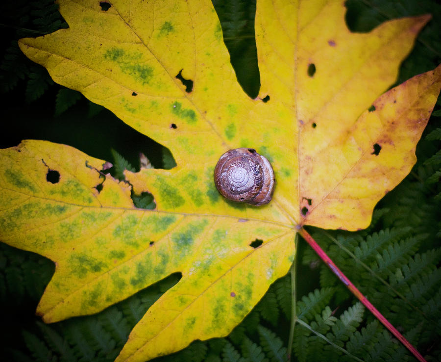 Snail On A Yellow Leaf On The Forest Photograph by Chris Parsons