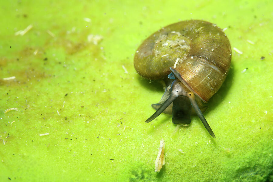 Snail On Baikal Sponge , Both Are Endemic To Lake Baikal Photograph by ...