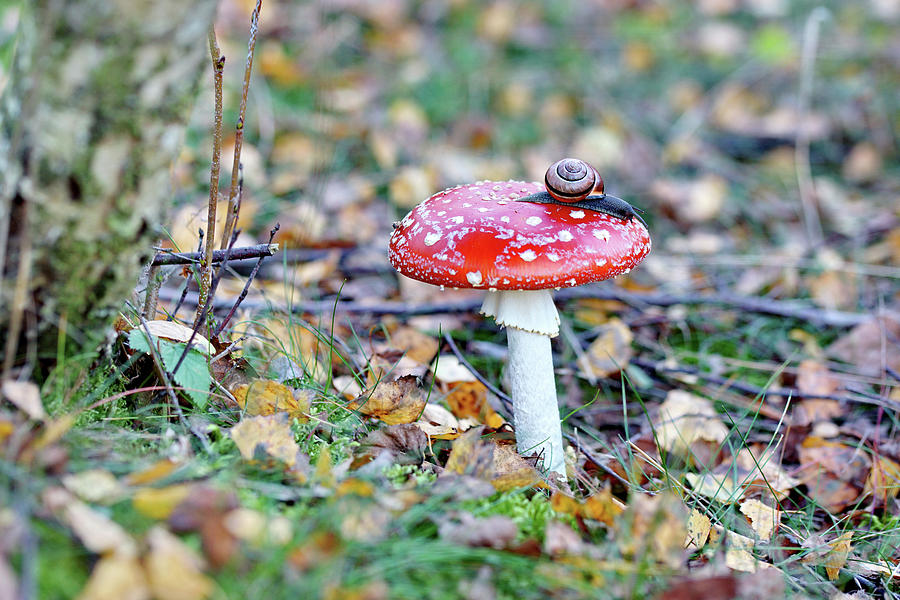 Snail On Fly Agaric Mushroom On Forest Floor Photograph by Angelica Linnhoff