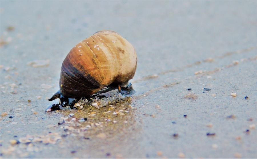 - Snail on the move Photograph by THERESA Nye