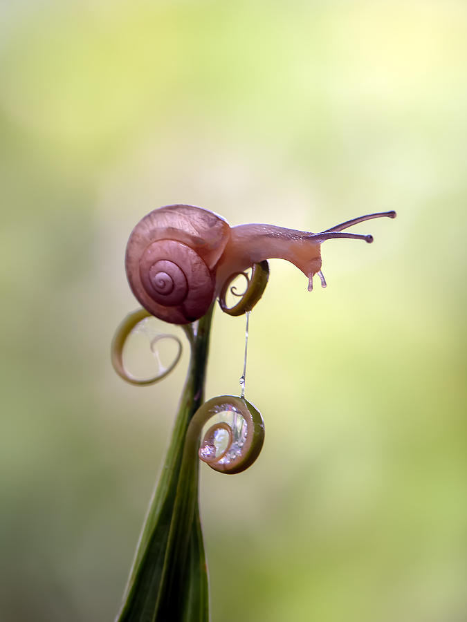 Snail On Top Photograph by Fauzan Maududdin