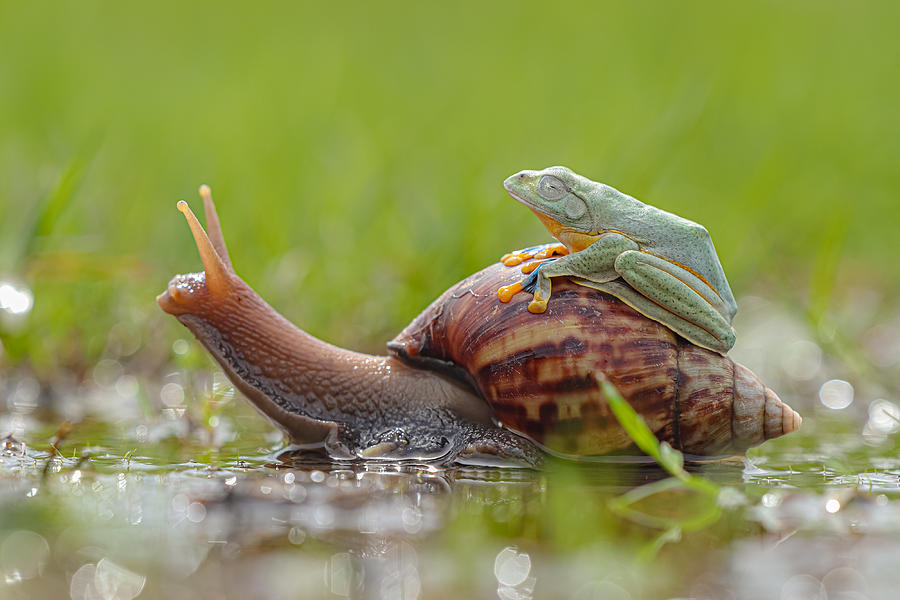 Animal Photograph - Snail Transportation by Nashruddin Al Islam