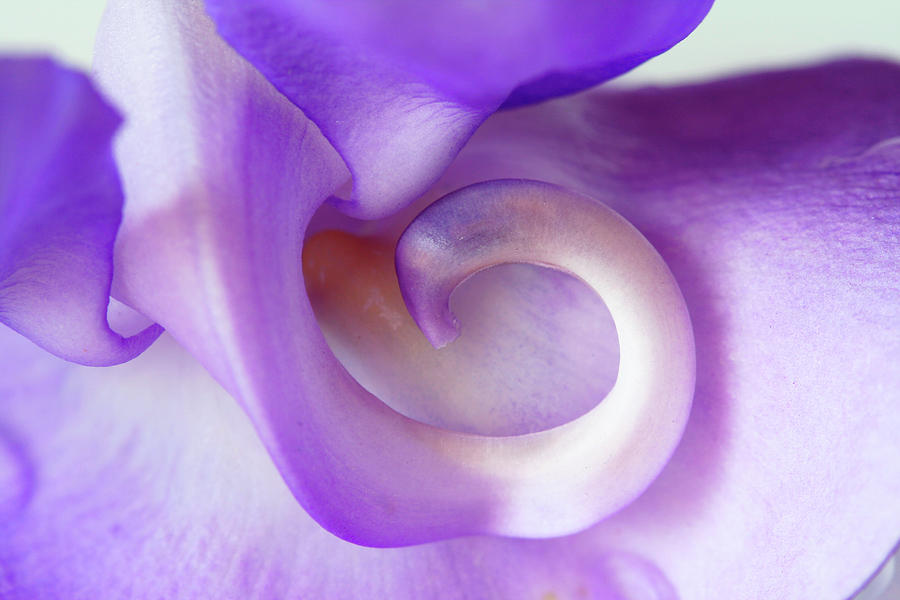 Snail Vine Photograph by © By Dat Hong. All Rights Reserved.