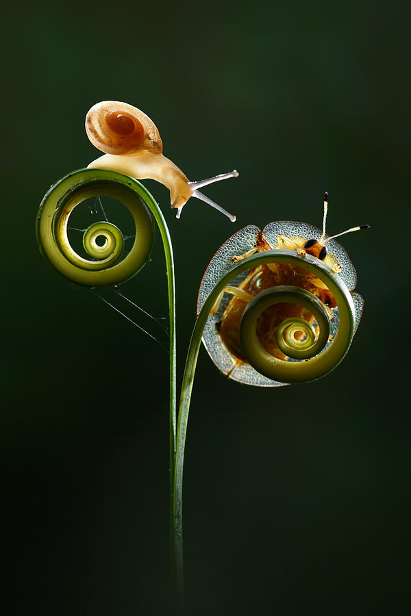 Ladybug Photograph - Snail With Ladybugs by Andri Priyadi