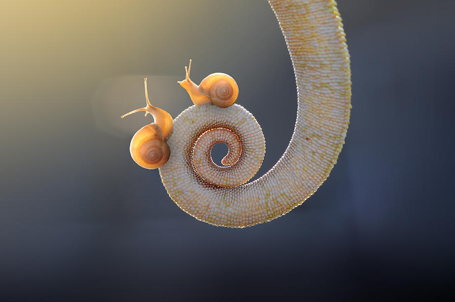 Snail - With You Photograph by Andri Priyadi