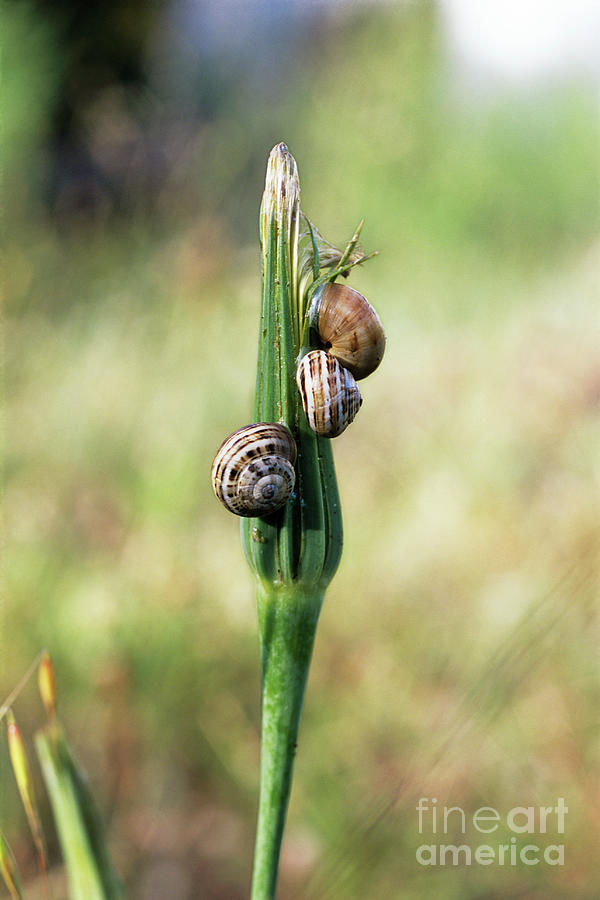 Snails Photograph by Francoise Sauze/science Photo Library