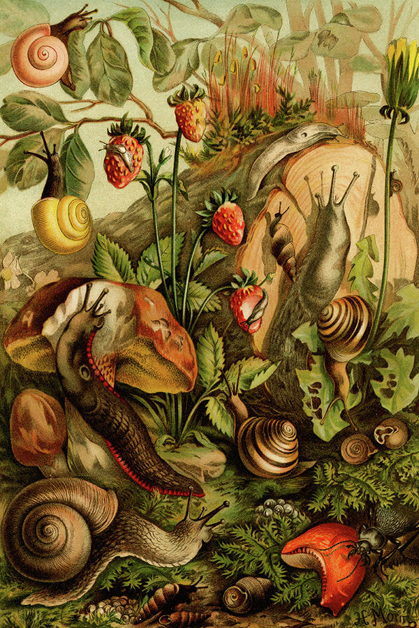 Snails, Gastropods, Mollusks Painting by F.W. Kuhnert - Fine Art America