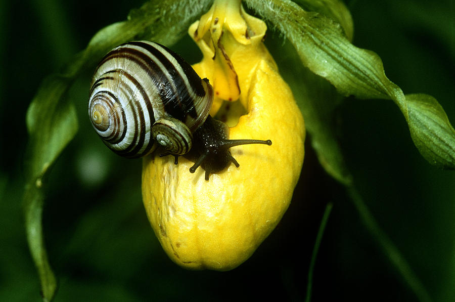 Animal Photograph - Snails On Ladys Slipper by Michael Lustbader