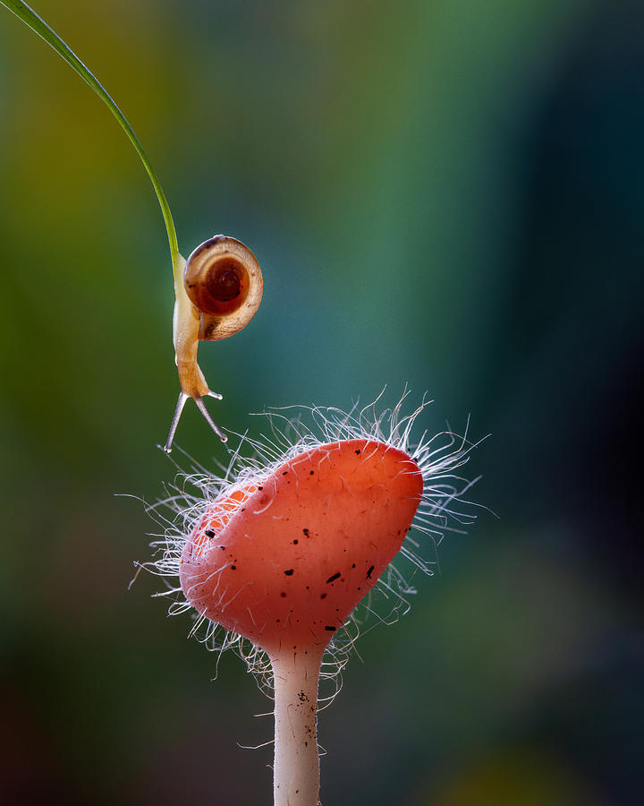 Snails On Red Mushroom Photograph by Lisdiyanto Suhardjo