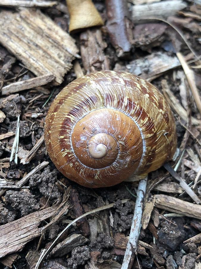 SnailShell Photograph by Radhika - Fine Art America