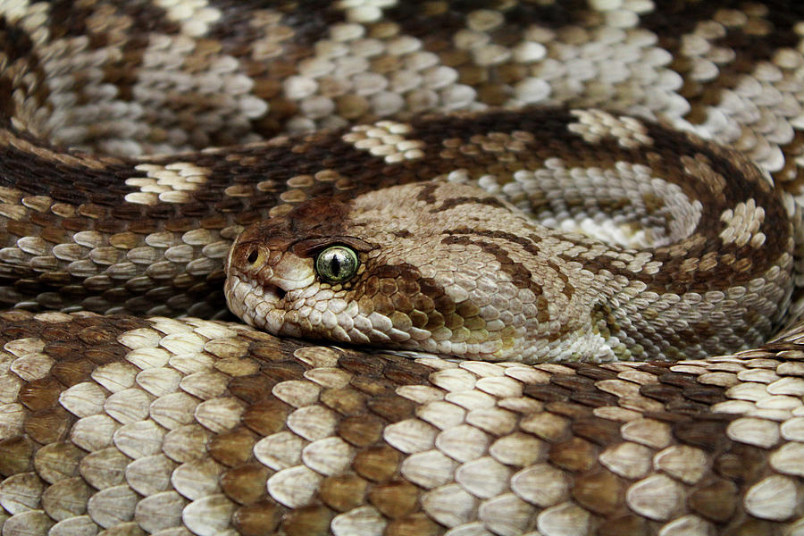 Snake Photograph by Angela Emanuelsson - Fine Art America