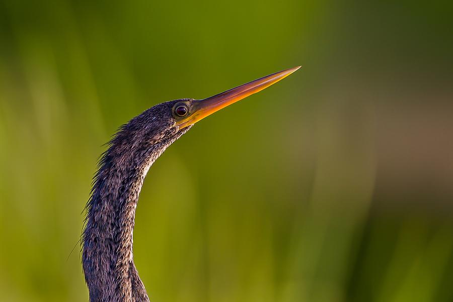 Anhinga Photograph - Snake Bird by Ray Cooper