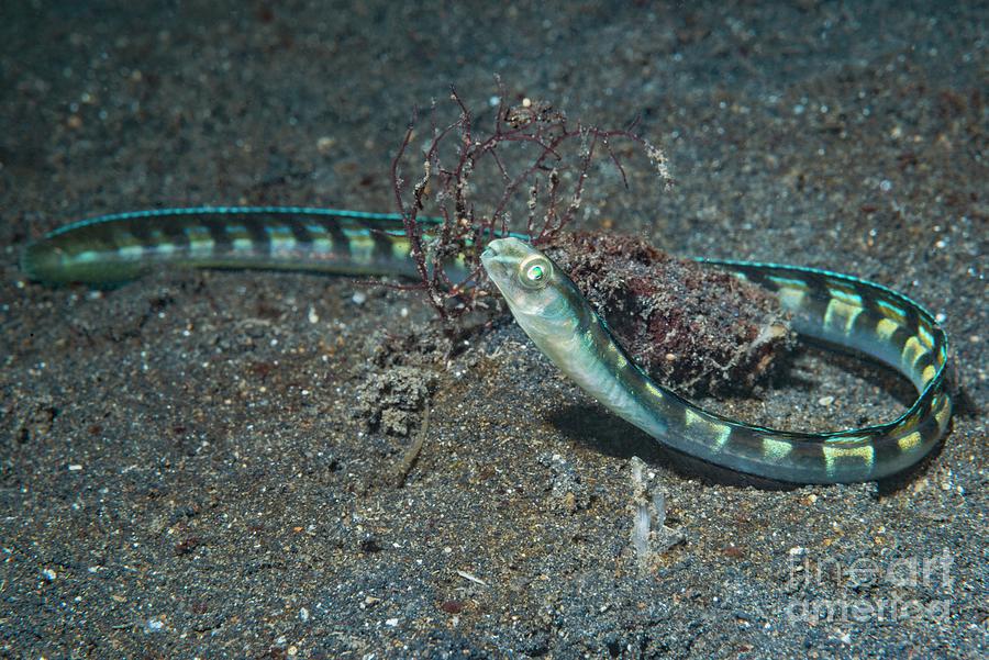 Snake Blenny Photograph by Science Photo Library Snake Blenny Photograph by Science Photo Library
