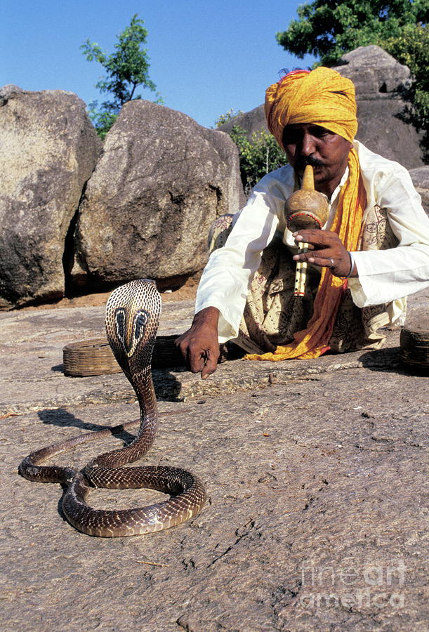 Snake Charmer Photograph by Pascal Goetgheluck/science Photo Library