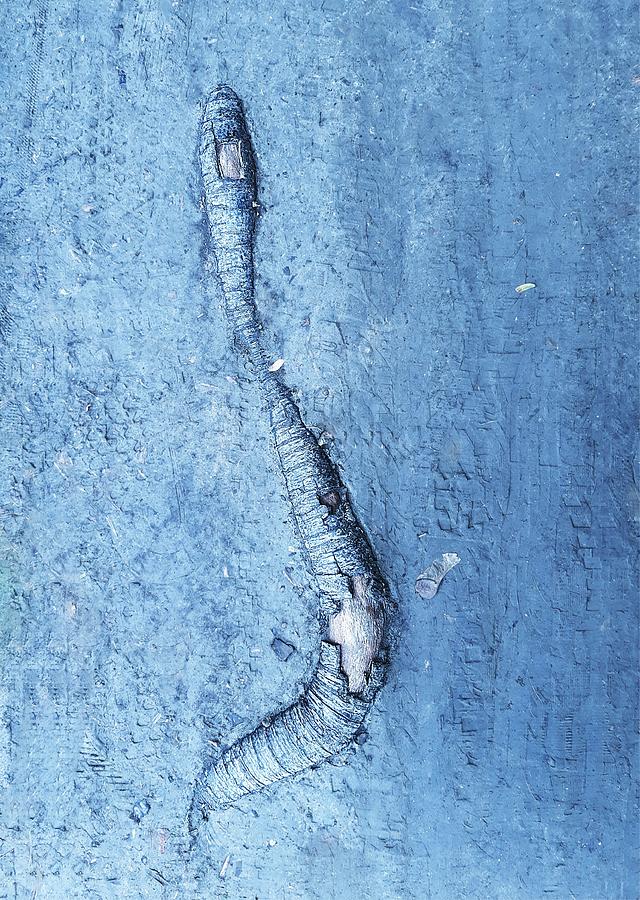 Snake Photograph by Cristina Petrica