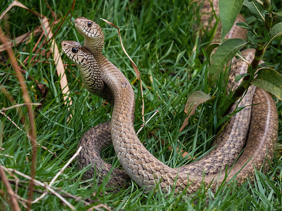 Snake Dance Photograph by Nilendu Banerjee - Pixels