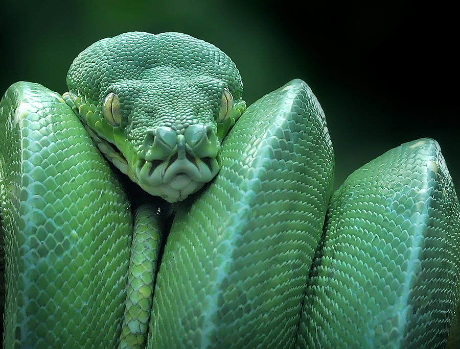 Snake Photograph - Snake (gtp / Green Tree Python) by Yan Hidayat