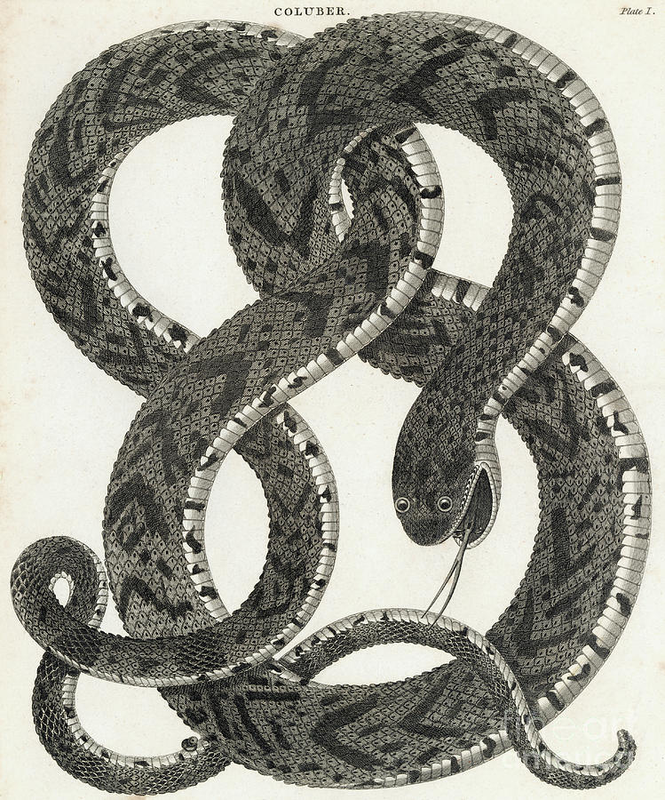 Snake Illustration Photograph by Bettmann