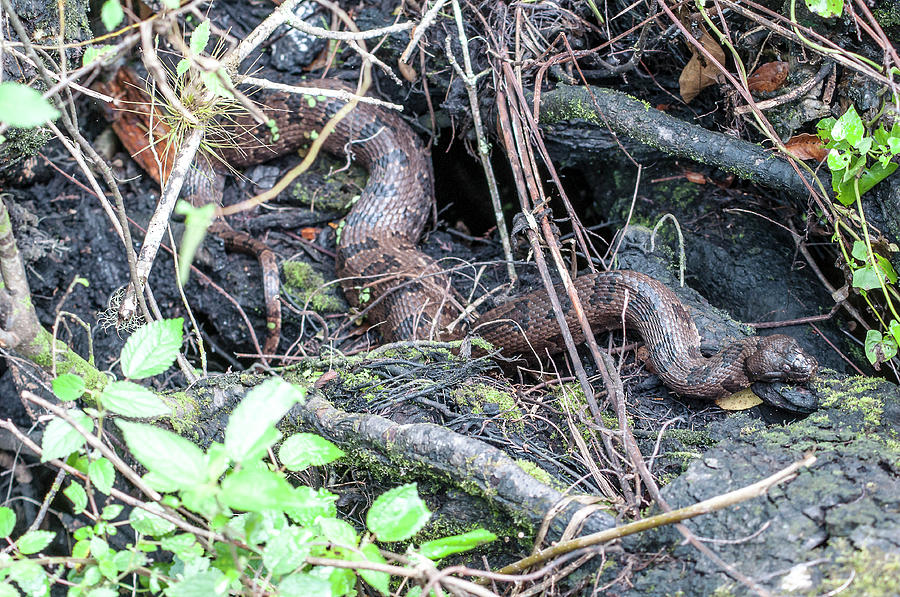 Snake In A Stump Photograph