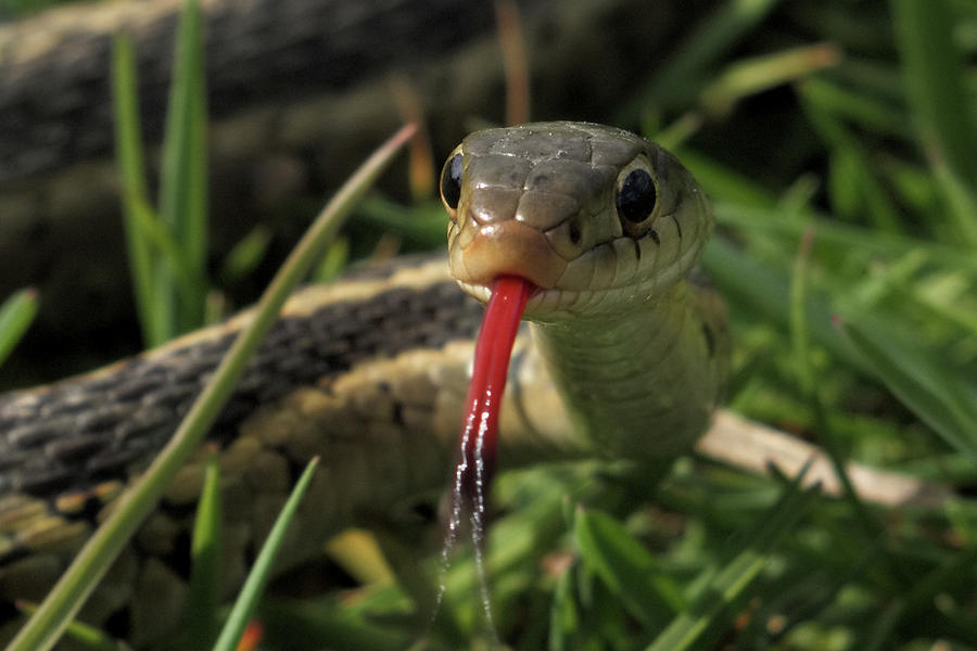 Snake in the Grass Photograph by Shoeless Wonder