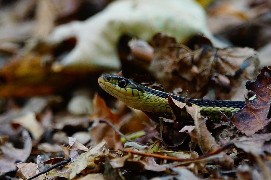Snake in the Leaves Photograph by Steven Clipperton