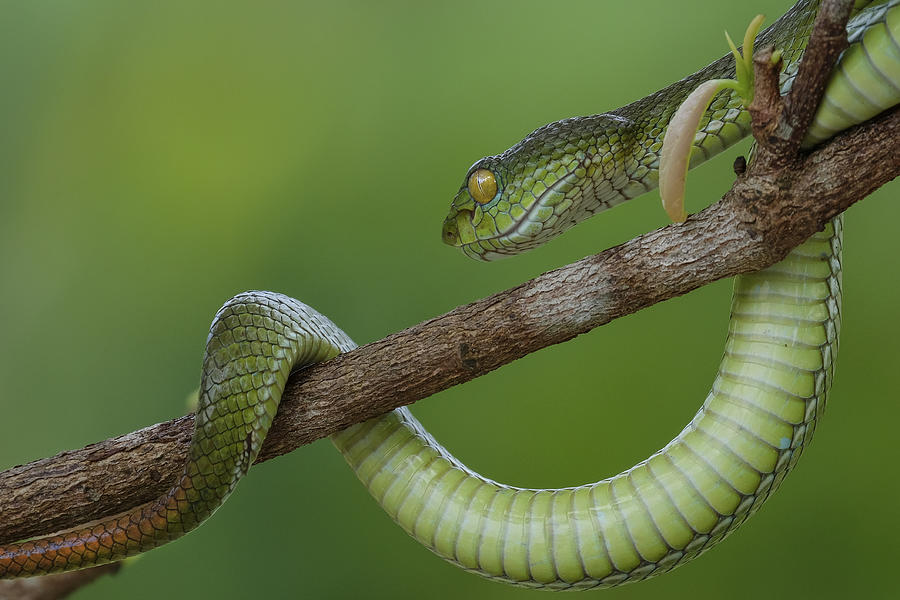 Snakes Of South Vietnam