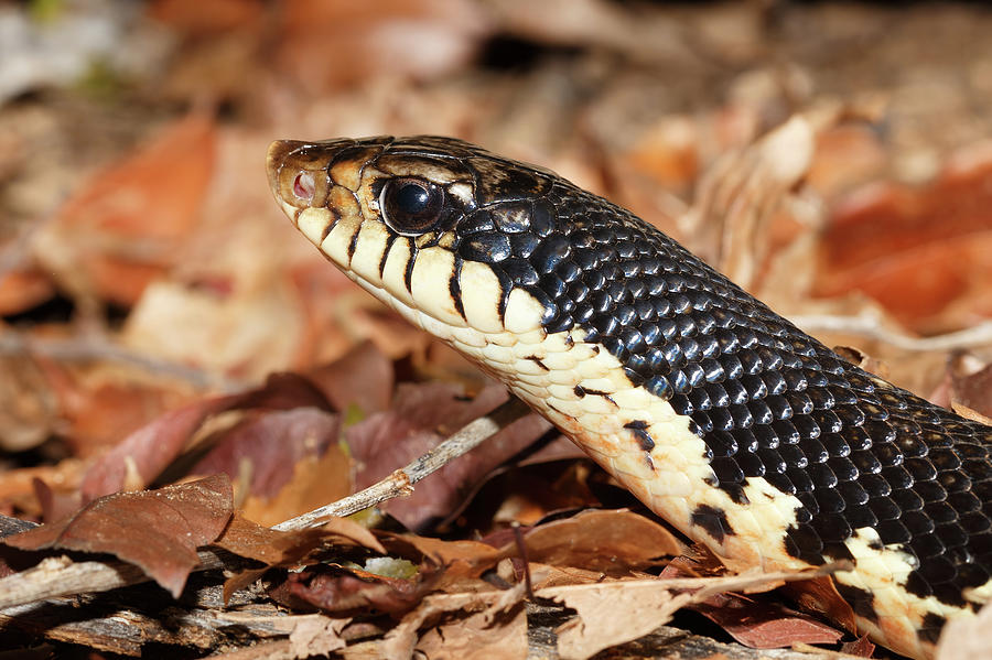 snake Malagasy Giant Hognose, Madagascar wildlife Photograph by Artush ...