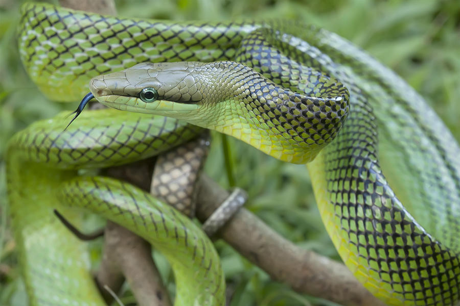 Snake On Branch Photograph by Abdul Gapur Dayak - Fine Art America