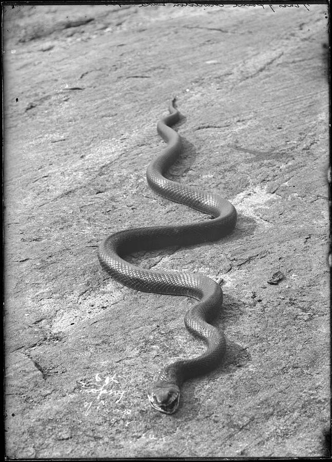 Snake on ground at Grassy Point, Charleston Lake Painting by Celestial Images