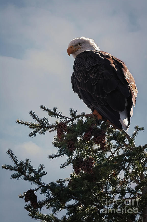Snake River Bald Eagle Photograph by Doug Sturgess