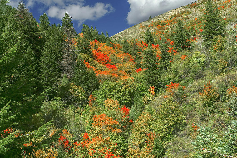 Snake River Canyon color Photograph by Ronnie And Frances Howard Snake River Canyon color Photograph by Ronnie And Frances Howard