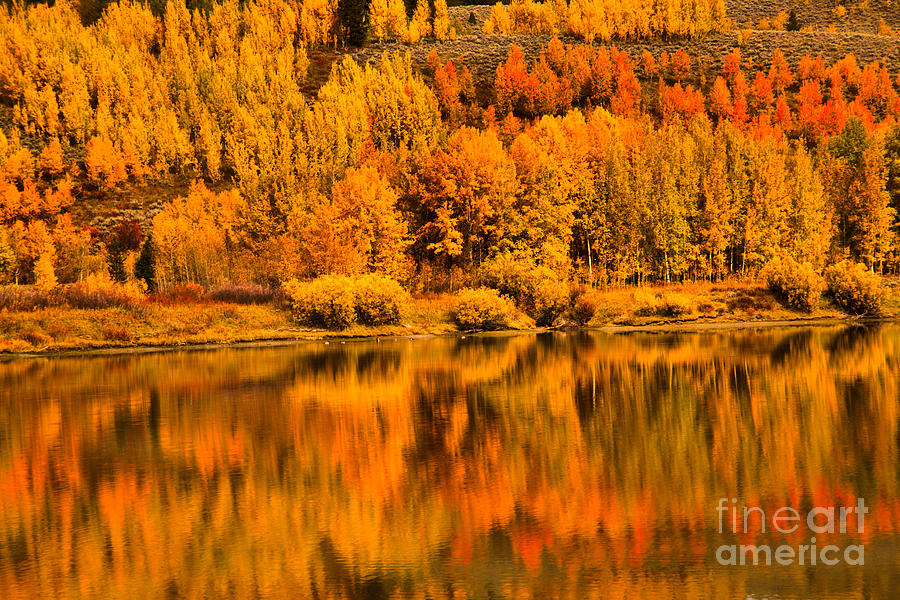 Snake River Fall Foliage Reflections Photograph by Adam Jewell