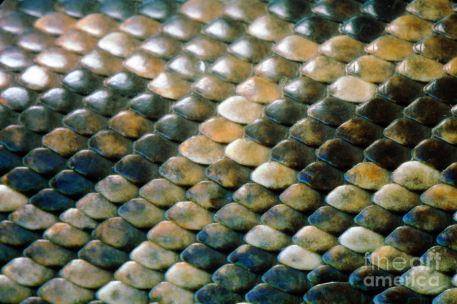 Snake Scales Texture of a Tree Boa, Corallus enydris, Constricto Photograph  by Wernher Krutein - Pixels