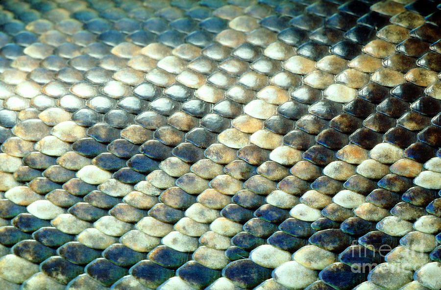Snake Scales Texture of Corallus enydris, Constrictor, Tree Boa Photograph by Wernher Krutein