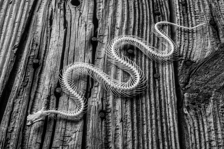 Snake Skeleton Black And White Photograph by Garry Gay
