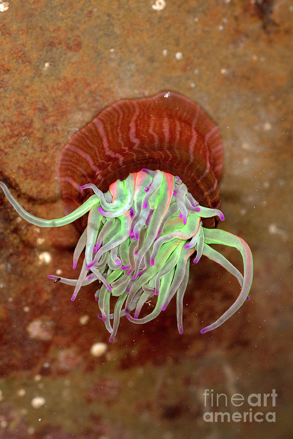 Wildlife Photograph - Snakelocks Anemone by Dr Keith Wheeler/science Photo Library