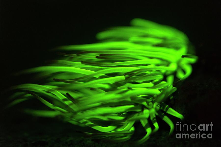 Snakelocks Anemone Photograph - Snakelocks Anemone Fluorescing by Andy Davies/science Photo Library Snakelocks Anemone Photograph - Snakelocks Anemone Fluorescing by Andy Davies/science Photo Library