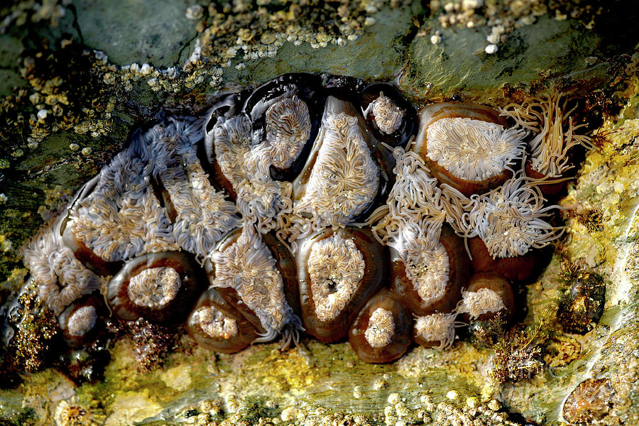 Snakelocks Anemones Photograph by Dr Keith Wheeler/science Photo ...