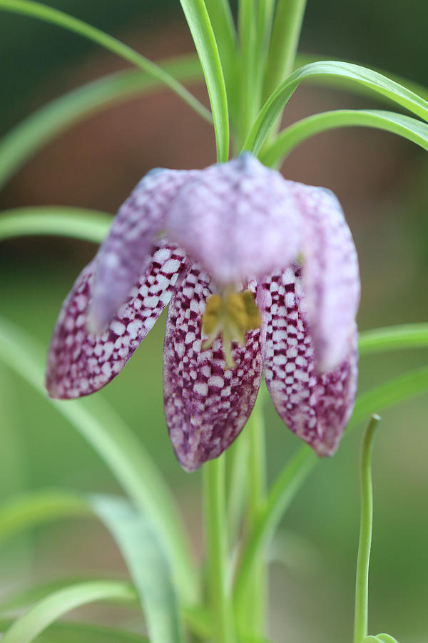 Snakes Head Fritillary Against Blurred Background Photograph by Regina Hippel