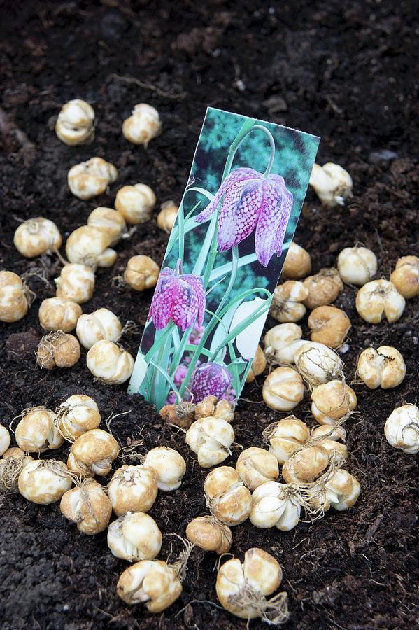 Snakes Head Fritillary Bulbs On Soil In Garden Photograph by Martina Schindler