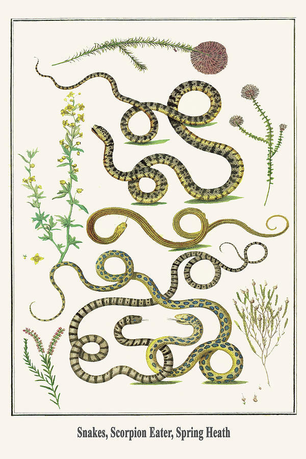 Nature Painting - Snakes, Scorpion Eater, Spring Heath by Albertus Seba