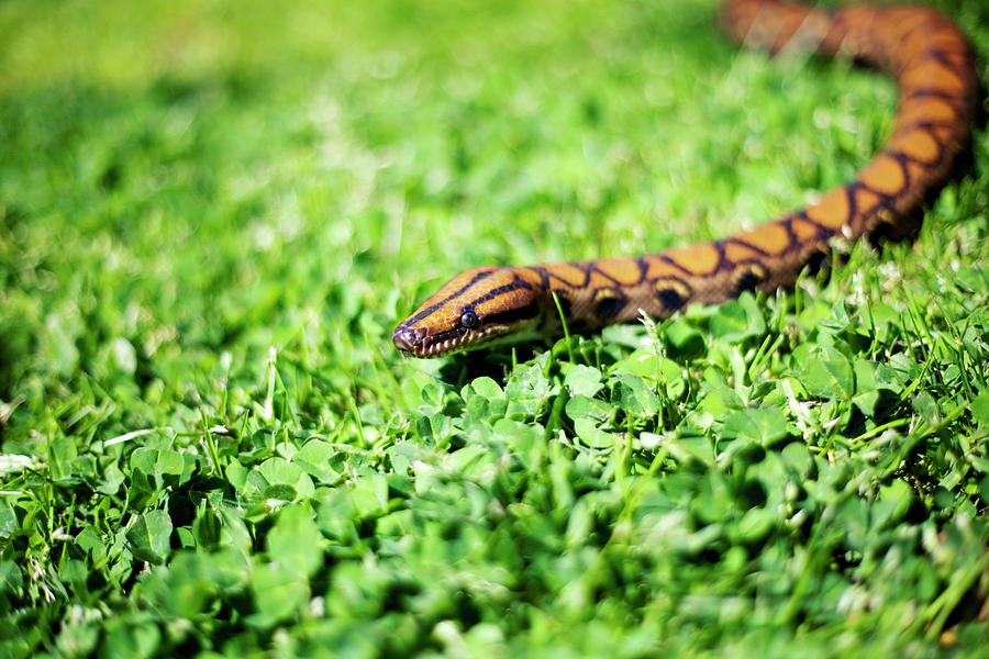 Snakey Photograph by By John Carleton Snakey Photograph by By John Carleton
