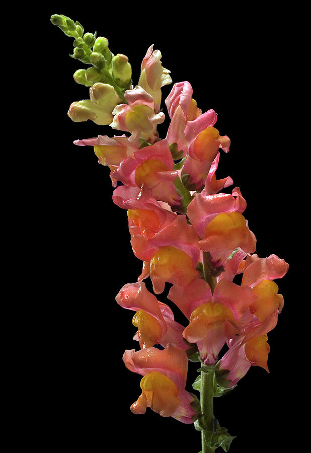Snapdragon Flower Photograph by Susan Candelario