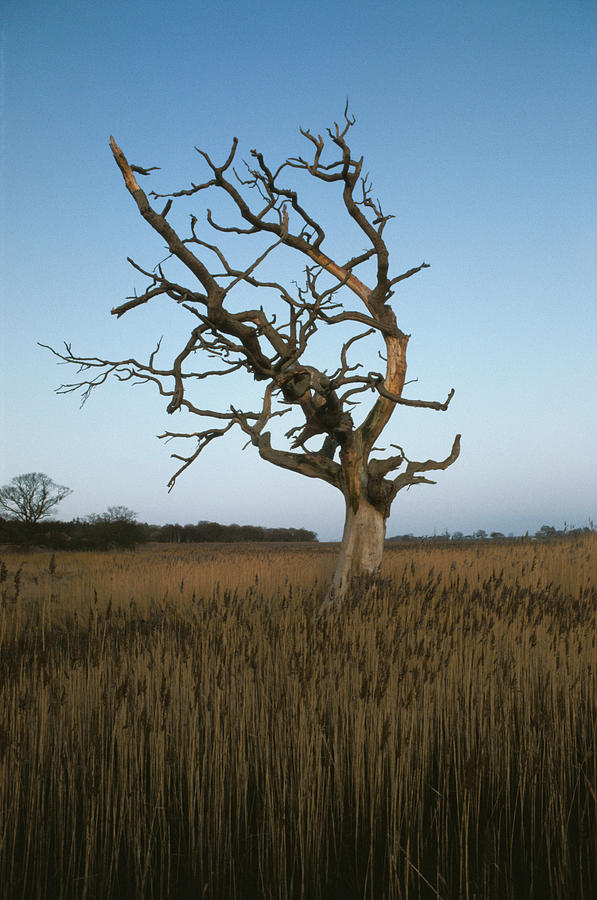 Snape Tree Photograph by Epics