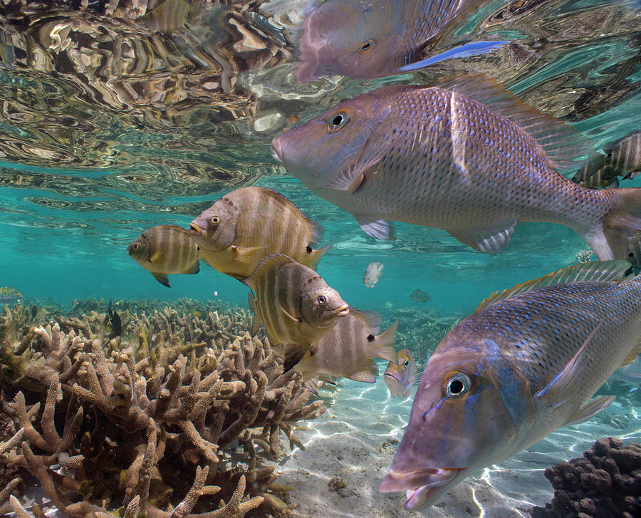 Snapper And Blackspot Sergeant School, Ningaloo Reef, Australia Photograph by Tim Fitzharris