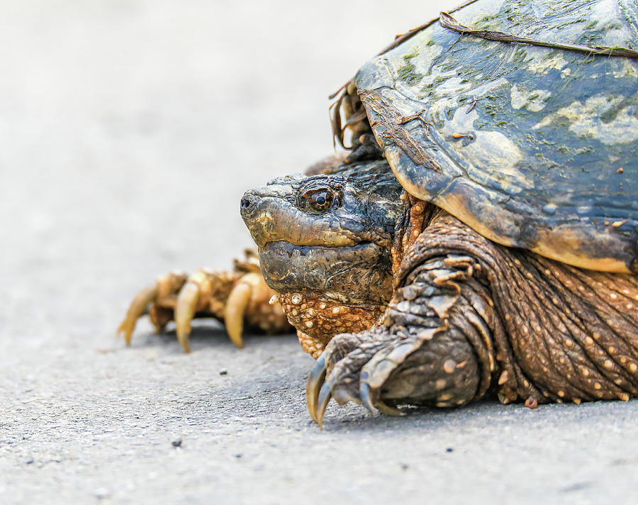 Snapping Turtle Close Up Photograph By Dan Sproul