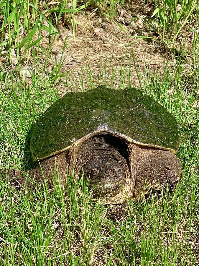 Snapping Turtle Photograph by Dacia Doroff - Fine Art America