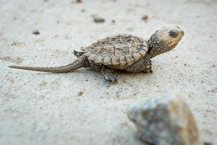 Snapping Turtle Hatchling Photograph