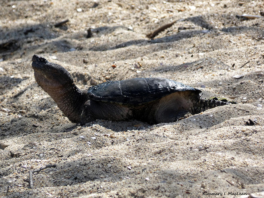 Snapping Turtle in the Sand Photograph by Kimmary MacLean - Pixels